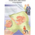 Fabrication Enterprises 3B® Anatomical Chart - Female Urinary Incontinence Chart, Paper 12-4632P